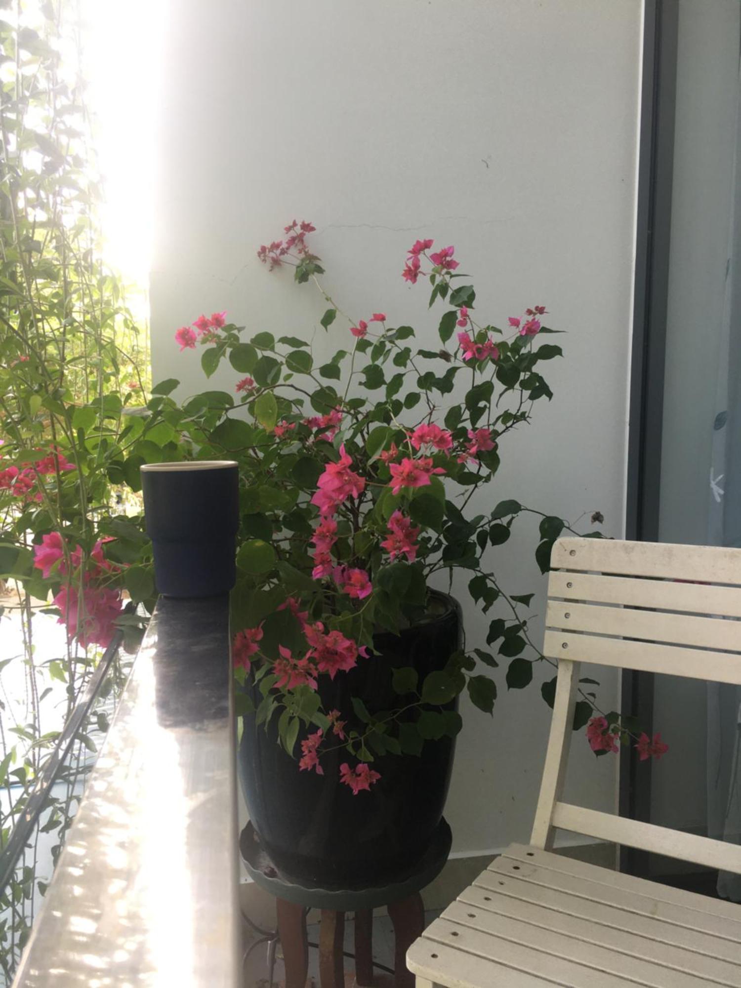 La Gai Homestay 会安 外观 照片